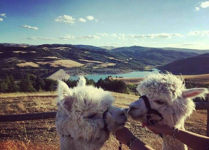 alpaca
