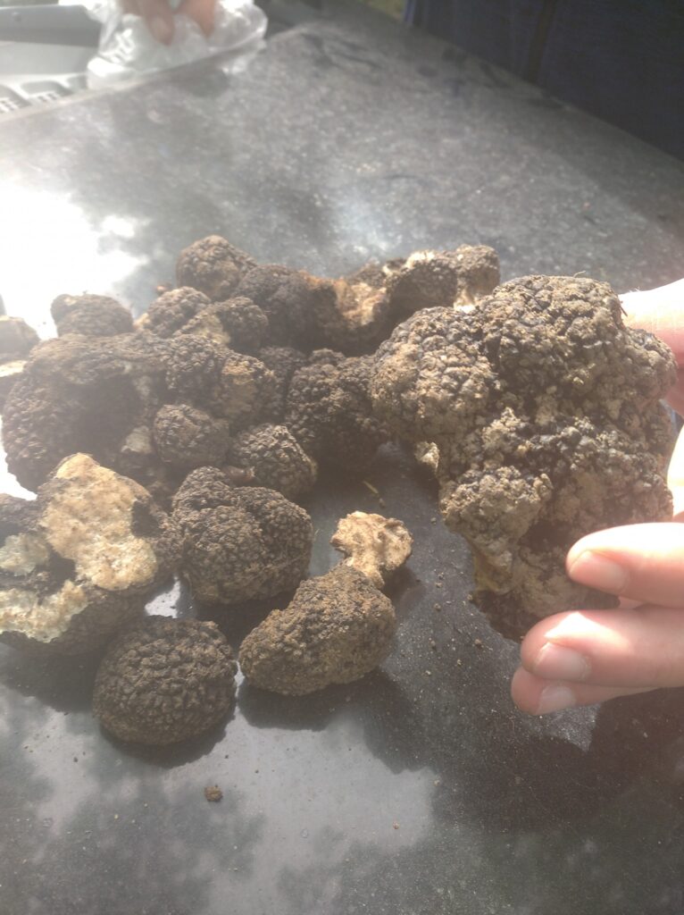 Il tartufo nero uncinato di Brienza