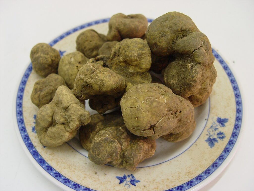 Il tartufo bianco del Serrapotamo