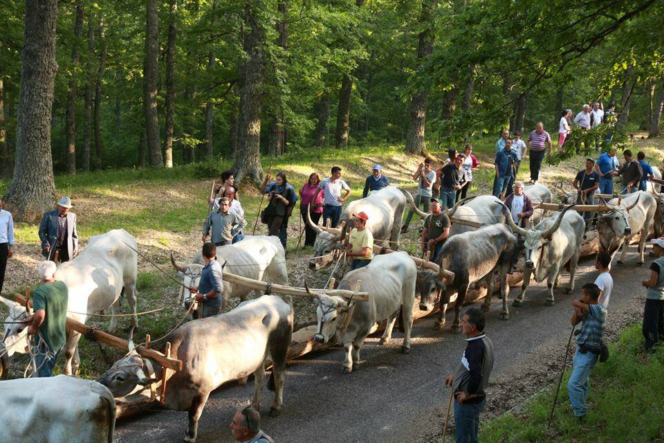 Cosa fare a Accettura