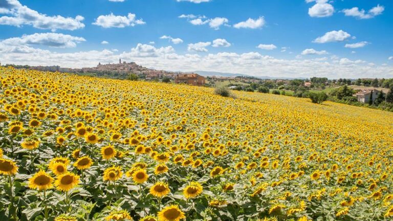 cosa vedere nelle marche in una settimana