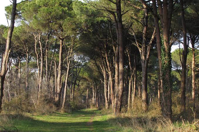 la città con la pineta più bella d'Italia