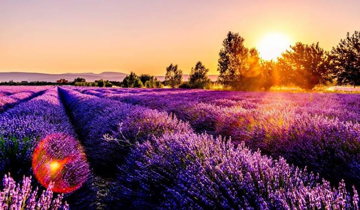 dove vedere i campi di lavanda più belli d'Italia